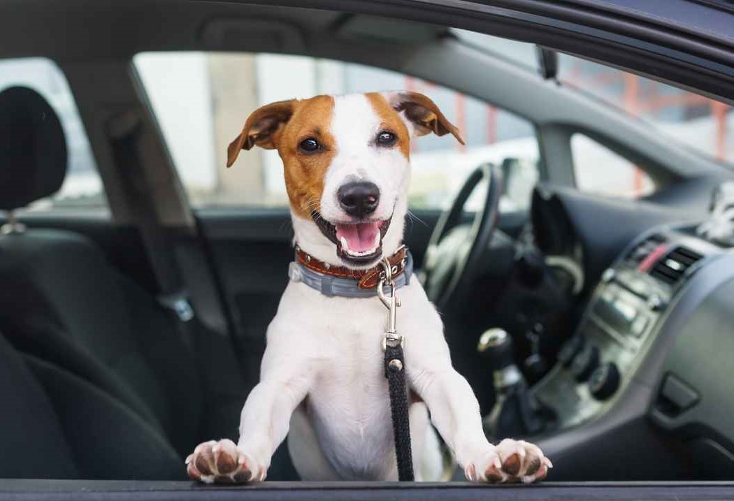 white and brown dog smiling from car window